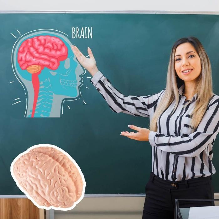 

8pcs Human Organ Model Alat Peraga Organ Tubuh Mainan Montessori Organ Tubuh Manusia Edukasi Anatomi