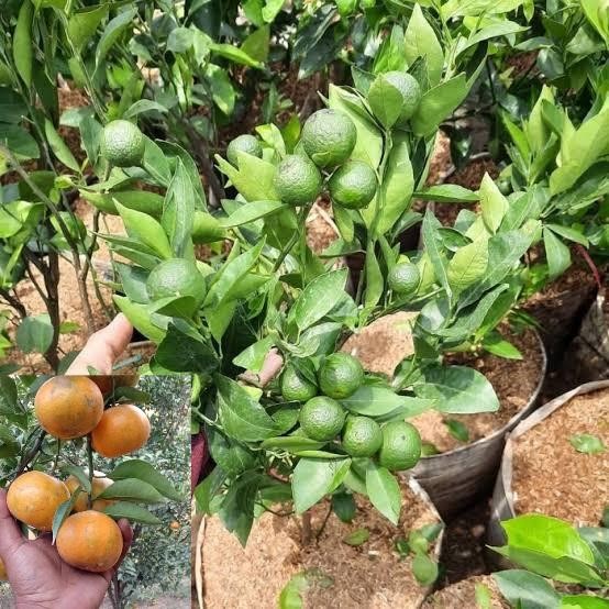 Bibit Jeruk Siam Madu Sudah Berbuah Bibit Jeruk Siem Madu Orange Super Manis