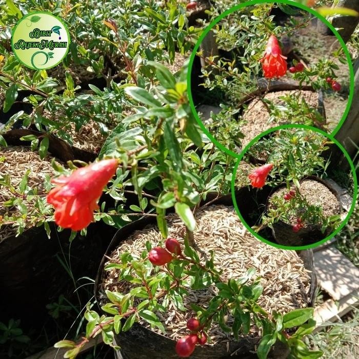 Bibit Buah Delima Turki Merah Jumbo Kondisi Berbunga Buah Delima