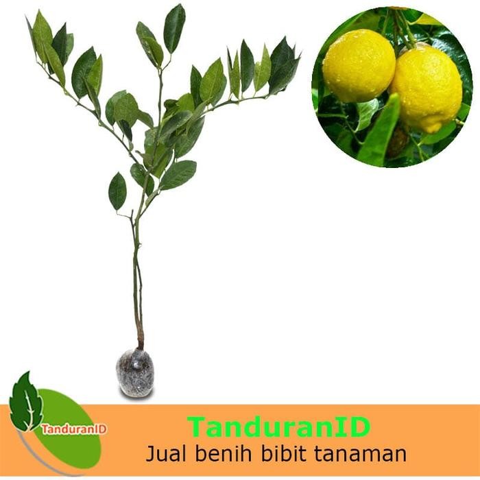 Tanaman Jeruk Lemon Tanpa Biji