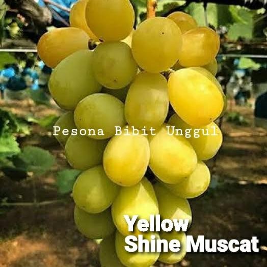 Bibit Anggur Yellow Shine Muscat Grafting Terbaru