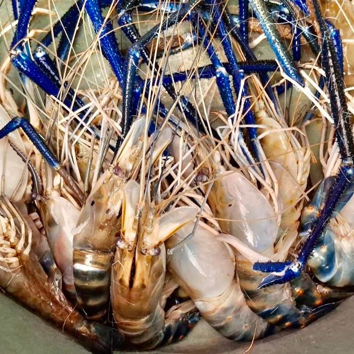 PREMIUM UDANG GALAH 8 EKOR / KG BESAR JUMBO BEKU FROZEN, ASLI KALIMANTAN BARAT, TANGKAPAN ALAM