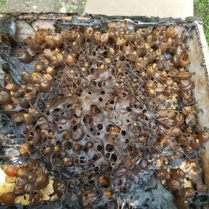 

Madu Klanceng Itama Murni