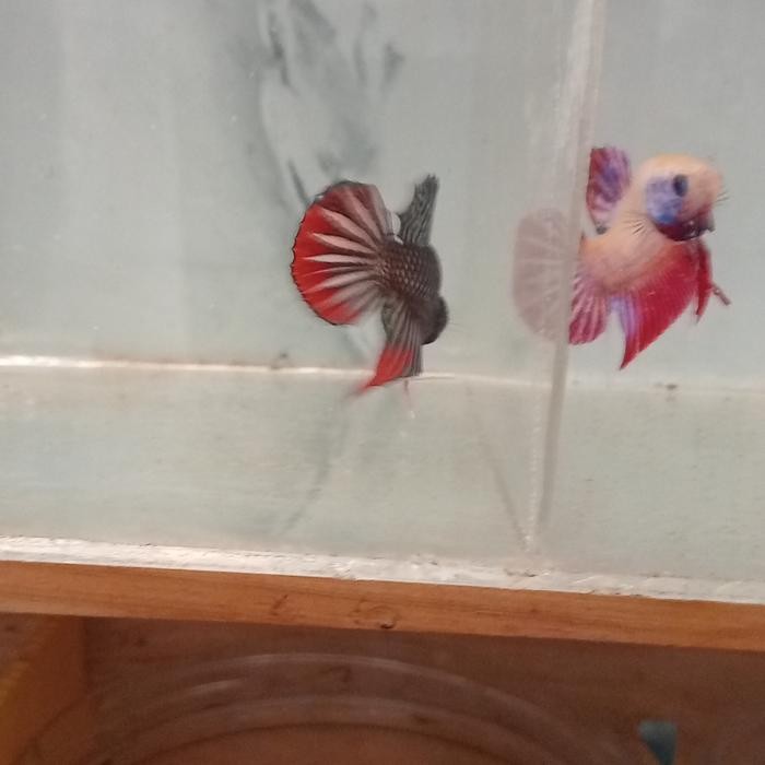 

betta imbellis hybrids (mascot)