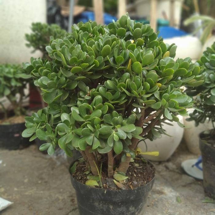 jade plant tinggi 69cm besar.