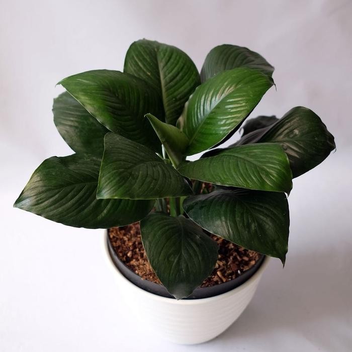 Tanaman Hias Manaloa King Wood / Sepatu Film Bangkok / Inc Pot Tawon