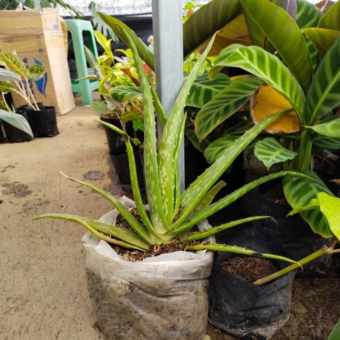 

(Expert) tanaman hias lidah buaya aloevera