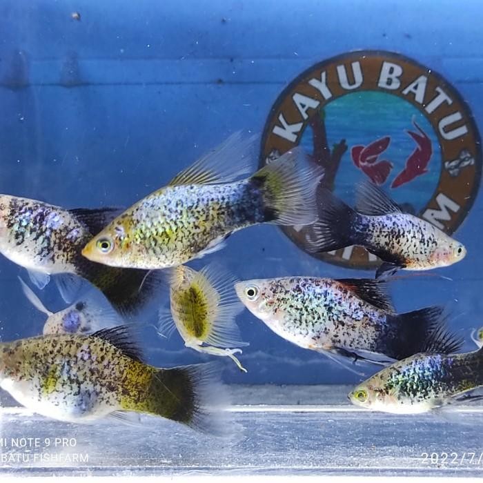 (Expert) [Lyretail Ribbon] Ikan Platy Neon Blue / Ikan Platy Neon Biru