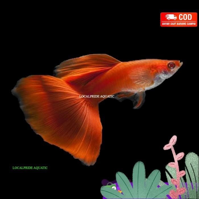 (Expert) Guppy Albino Full Red ( AFR ) Mata Merah / Ikan Hias Air