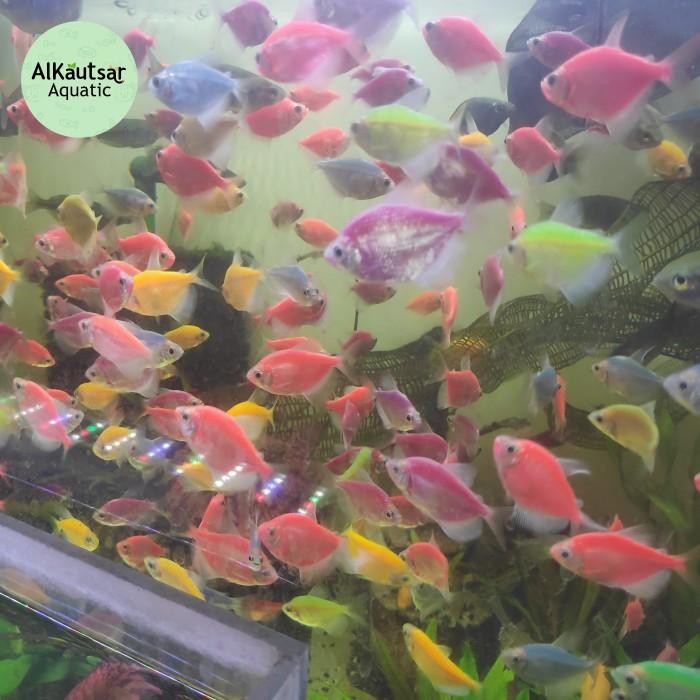 (Expert) Hiasan Aquarium Ikan Hias Warna Warni