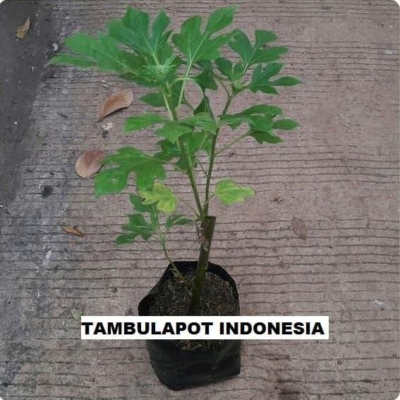Bibit daun insulin/tanaman herbal daun insulin