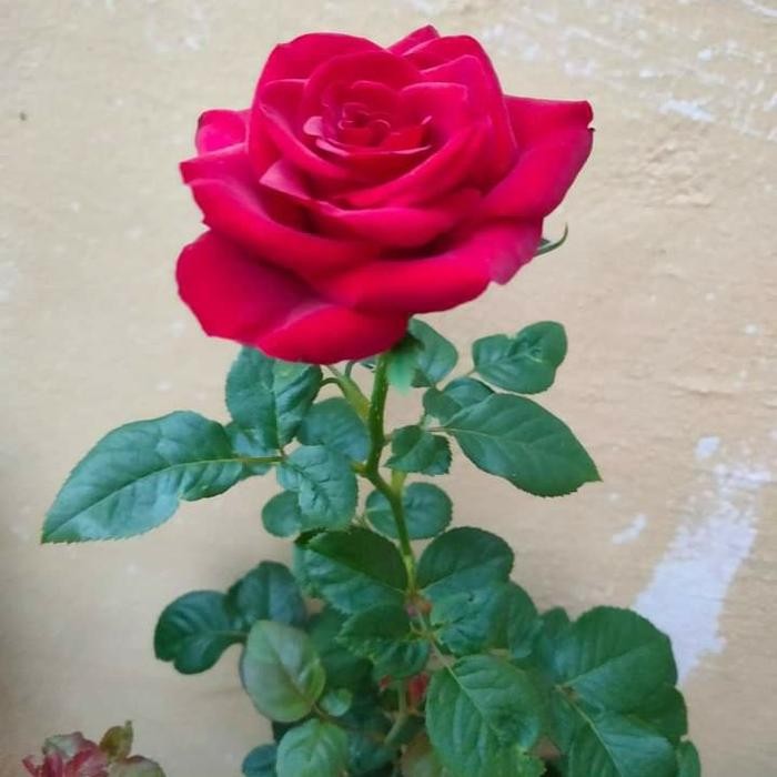 bibit stek bunga mawar putih ,mawar merah dan mawar ping