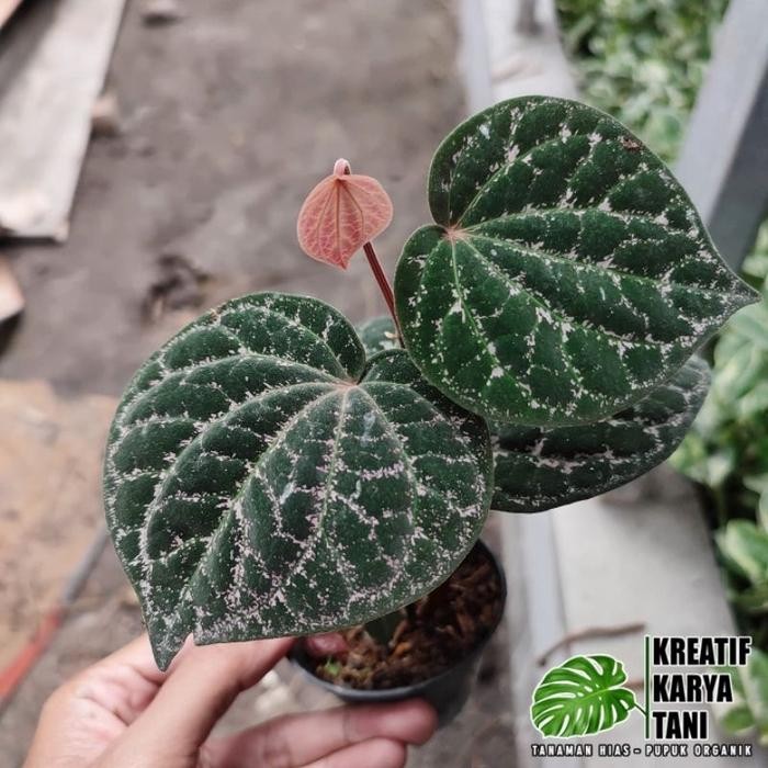 Tanaman hias sirih wulung - Sirih wulung