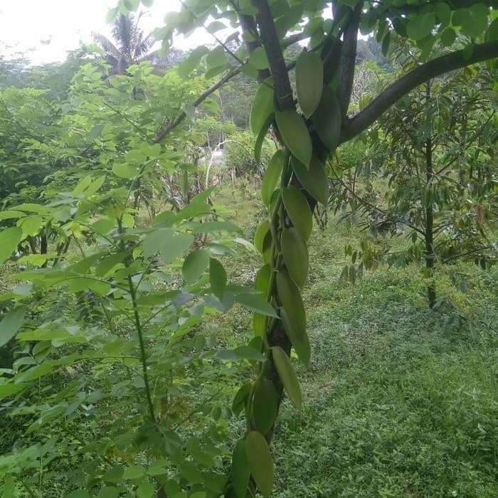 

FyZ Bibit vanili stek vanilli atau vanilla panelia bean siap tanam