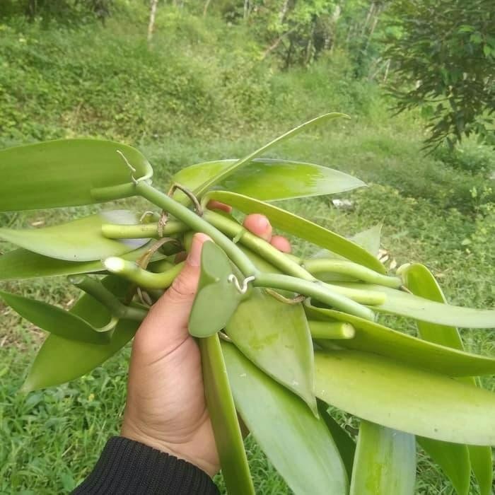 

FyZ Bibit vanili stek vanilli atau vanilla bean siap tanam panjang 1 m