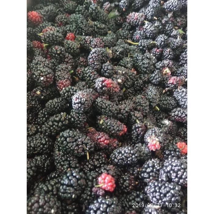 

Glx Frozen Blackberry/buah beku blackberry 1KG