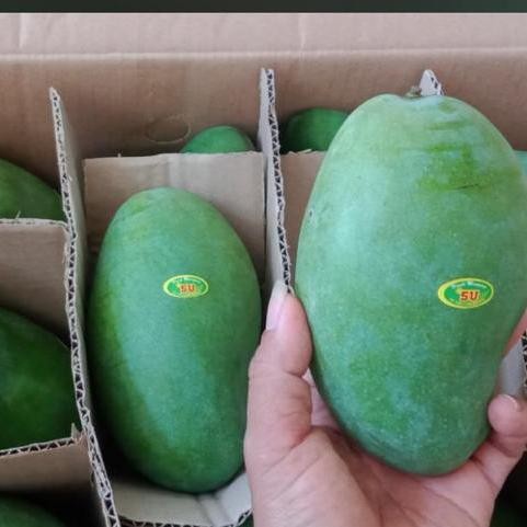 

Glx mangga harum manis super probolinggo
