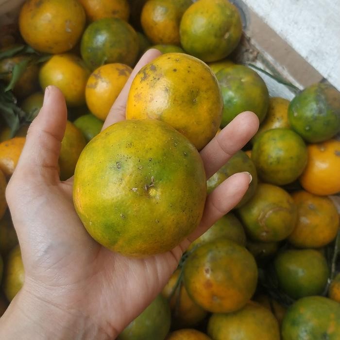 

Glx Jeruk siam madu malang manis seger