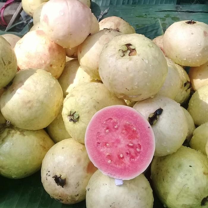 

Glx BUAH JAMBU BIJI MERAH 1 KG