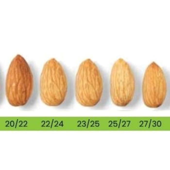 

Gdh 500gr Kacang Almond Utuh - Whole Raw Almond - Size Besar 27-30 Mentah