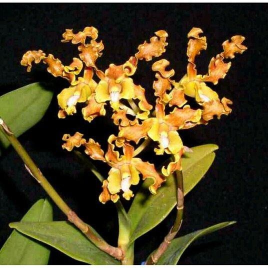 seedling anggrek dendrobium discolor tanimbar