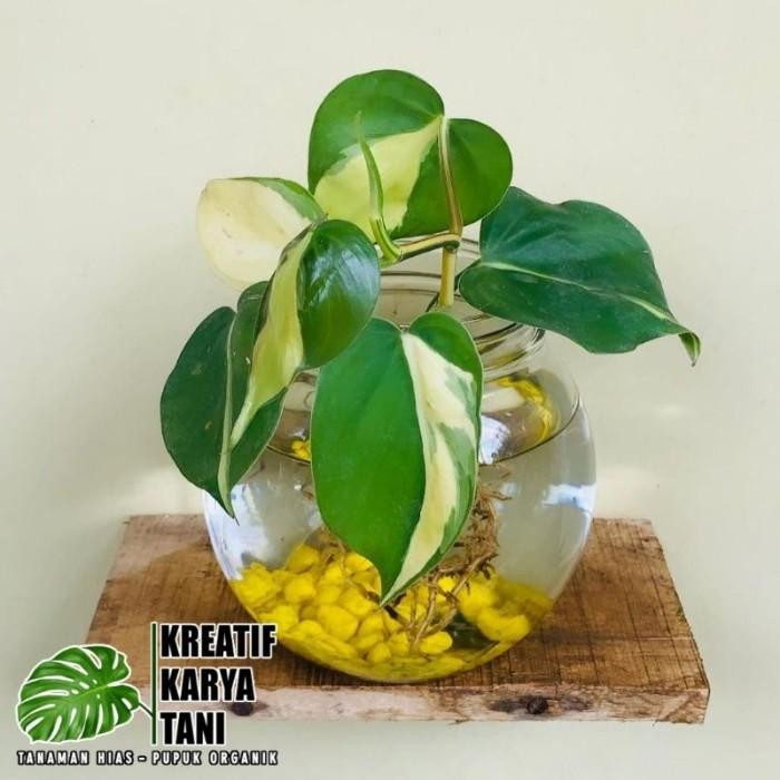 Tanaman media air - Sirih gading brazil - hidup di media air