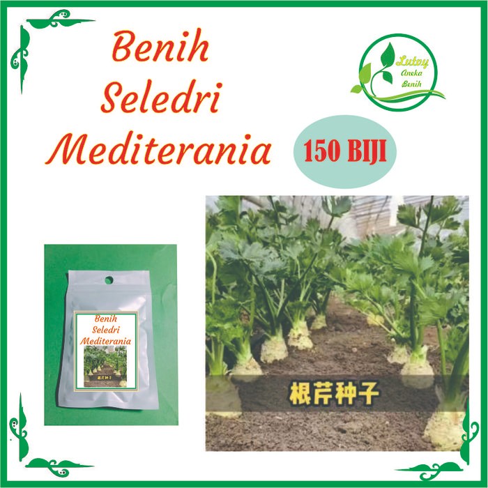 BENIH SELEDRI MEDITERANIA / SELEDRI JUMBO ISI 150 BIJI
