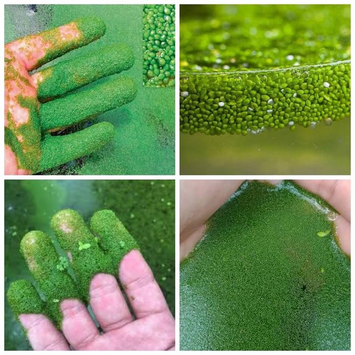 Bibit Wolffia pakan alternatif ikan & unggas - Benih Wolfia