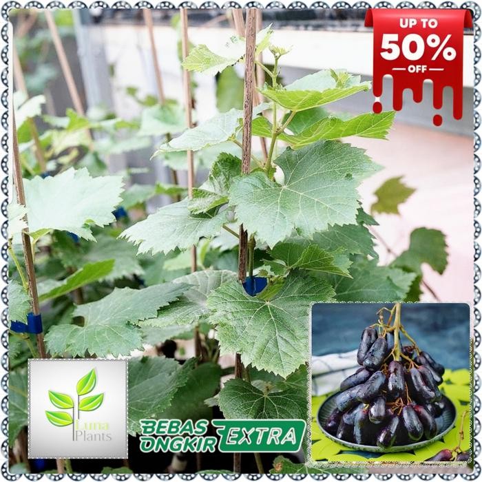 bibit buah anggur import - bibit anggur moondrop