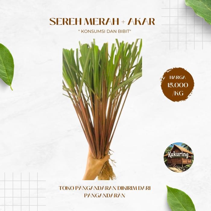 

[Fresh] Sereh Merah Wangi 1kg Serai Lanang Organik