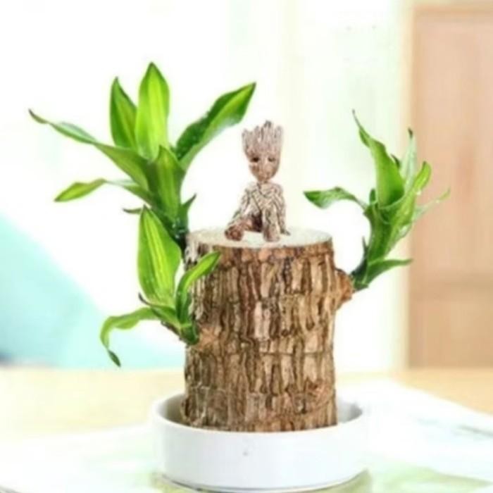

[Fresh] Oembi Bonsai hanjuang Hijau brazilian wood Tanaman Hias Indor uni dan viral