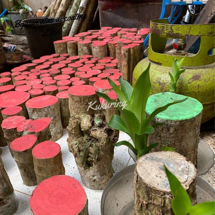 

[Fresh] Bonsai Kayu Andong Hanjuang bakung The Brazilian Wood Plant Dracaena Fragrance T 10 Cm