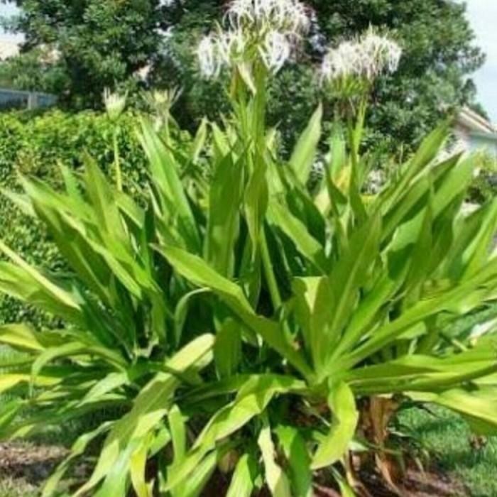 

[Fresh] Kukuring Daun Bunga Bakung Fresh 500 Gram Obat Herbal Saraf Kejepit