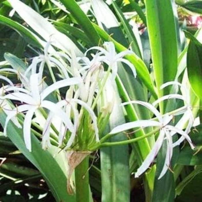 

[Fresh] Daun Bakung Segar Tanaman Herbal Berkhasiat