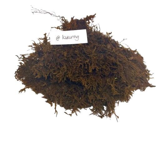 

[Fresh] Moss Hitam Akar Kadaka 500 Gram Media Tanam Anggrek Aglonema Dll