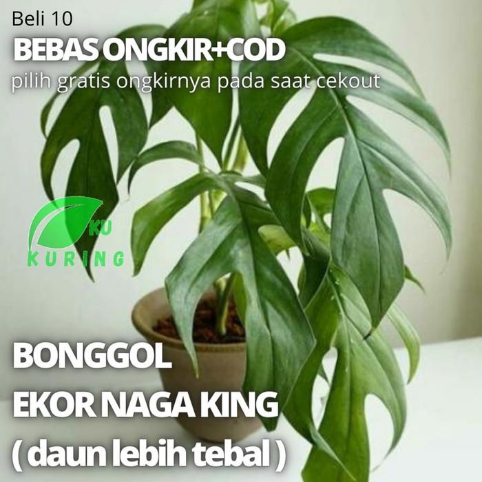 

[Fresh] BONGGOL MONSTERA EKOR NAGA KING BELI 10 FREE ONGKIR