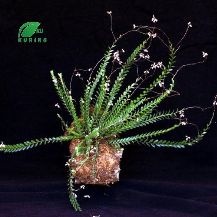 

[Fresh] [ Promo ] Anggrek Hutan Jenis Appendicula elegans Anggrek cantik &unik