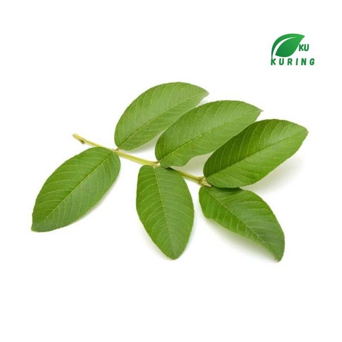 

[Fresh] 1Kg Herbal Daun jambu Biji Segar Petik Langsung