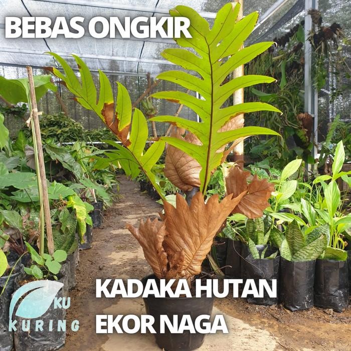 

[Fresh] KADAKA ASLI HUTAN EKOR NAGA SEDANG