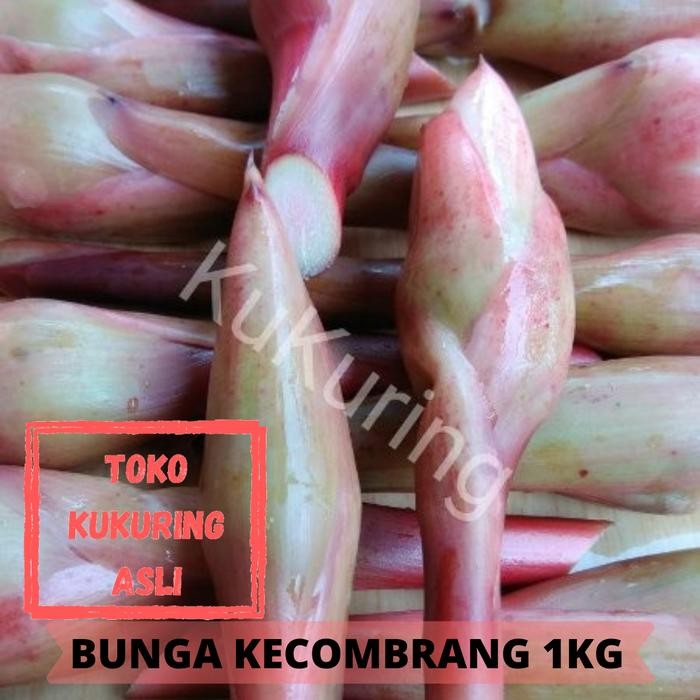 

[Fresh] BUNGA KECOMBRANG 1KG HONJE ROMBEH CIKALA ASAM PATIKALA FRESH SEGAR