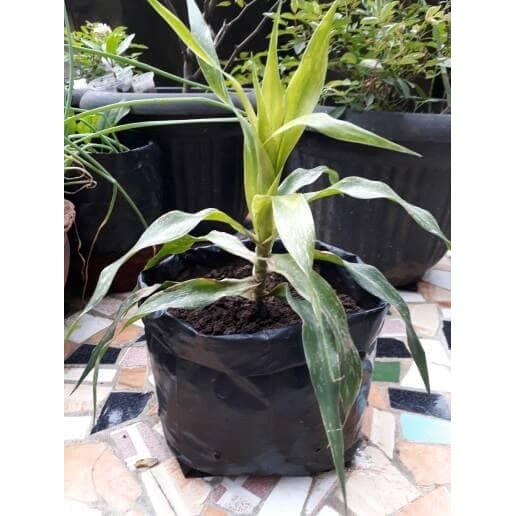 

[Fresh] Terlaris daun suji/bibit suji