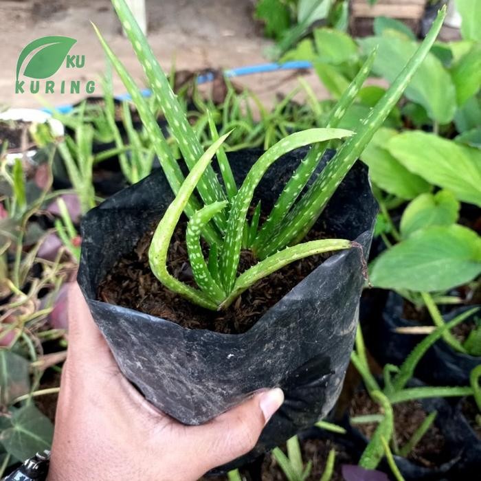 

[Fresh] Terlaris bibit lidah buaya/aloe vera