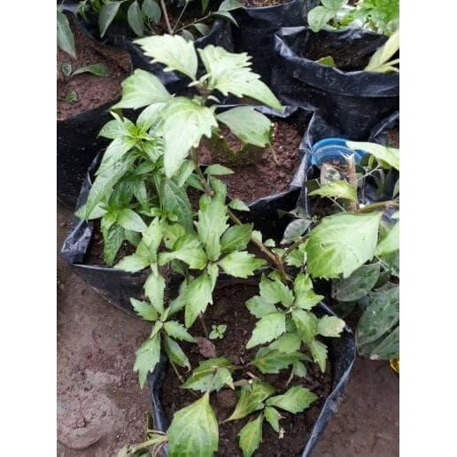 

[Fresh] Terlaris bibit kumis kucing