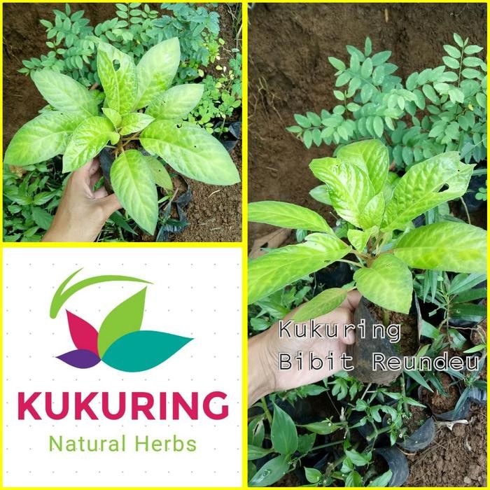 

[Fresh] Bibit Daun Reundeu Lalapan Khas Jawabarat