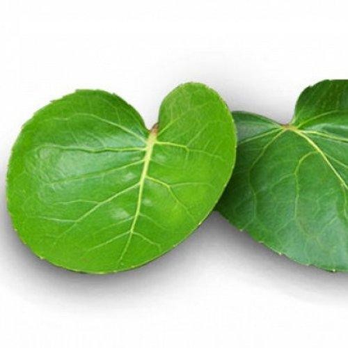 

[Fresh] Daun Mangkokan Segar