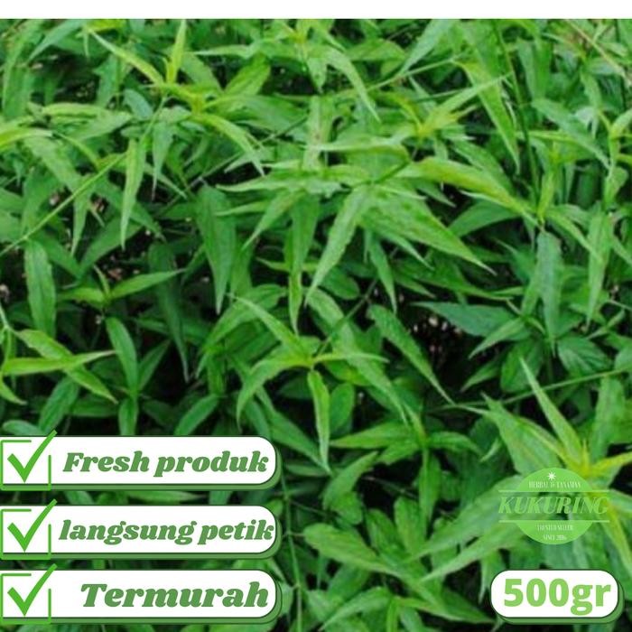 

[Fresh] Herbal Daun Belalai Gajah Segar Sabah Snake Grass Murah