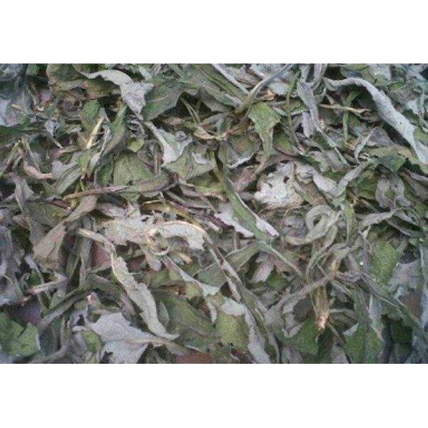 

[Fresh] Murah DAUN TEMPUYUNG KERING Herbal Batu Ginjal Dll