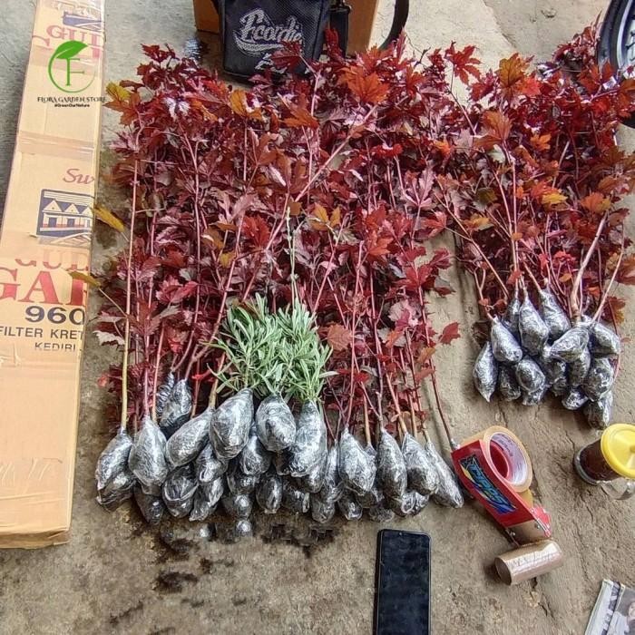 TANAMAN HIAS RED MAPLE / BAHAN BONASAI RED MAPLE JAPANESE / RED PANAMA