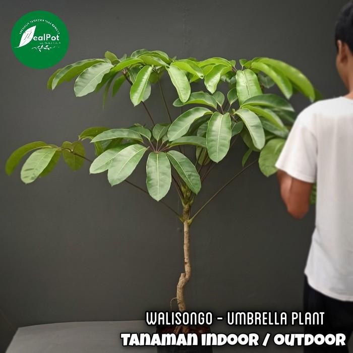 TANAMAN HIAS INDOOR WALISONGO UKURAN BESAR
