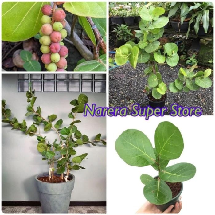 ANGGUR LAUT KETAPANG LAUT COCCOLOBA UVIFERA COCOLOBA BIBIT MURAH